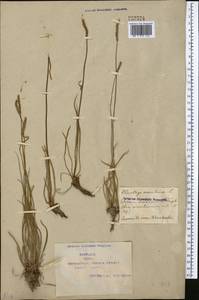 Plantago maritima L., Middle Asia, Syr-Darian deserts & Kyzylkum (M7) (Kazakhstan)