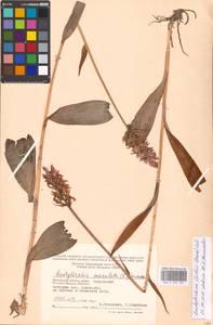 Dactylorhiza fuchsii (Druce) Soó, Eastern Europe, Moscow region (E4a) (Russia)