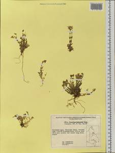 Cerastium bialynickii A. Tolm., Siberia, Chukotka & Kamchatka (S7) (Russia)