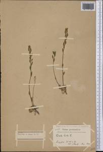 Draba hirta L., America (AMER) (Greenland)