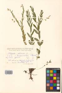 Polygala sibirica L., Siberia, Russian Far East (S6) (Russia)