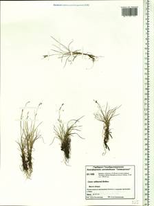 Carex williamsii Britton, Siberia, Central Siberia (S3) (Russia)