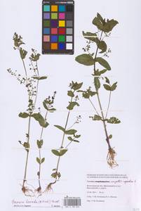 Veronica heureka (M. A. Fisch.) Tzvelev, Eastern Europe, Lower Volga region (E9) (Russia)