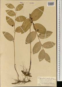 Polygonatum humile Fisch. ex Maxim., Mongolia (MONG) (Mongolia)