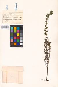 MHA 0 161 776, Euphrasia stricta J. P. Wolff ex J. F. Lehm., Eastern Europe, Central forest-and-steppe region (E6) (Russia)