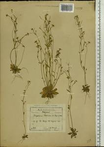 Arabidopsis thaliana (L.) Heynh., Eastern Europe, North-Western region (E2) (Russia)