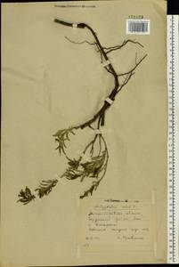 Prunus tenella Batsch, Eastern Europe, South Ukrainian region (E12) (Ukraine)