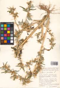 Xanthium spinosum L., Eastern Europe, Lower Volga region (E9) (Russia)