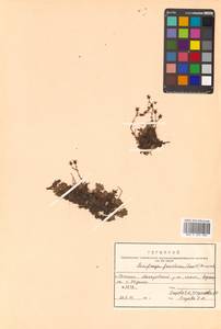 Saxifraga cherlerioides D. Don, Siberia, Russian Far East (S6) (Russia)