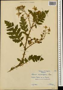 Solanum sisymbriifolium Lam., Caucasus, Abkhazia (K4a) (Abkhazia)
