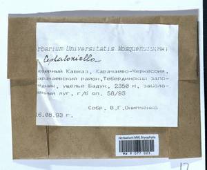 Cephaloziella, Bryophytes, Bryophytes - North Caucasus & Ciscaucasia (B12) (Russia)
