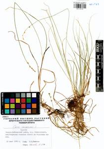 Carex canescens L., Siberia, Baikal & Transbaikal region (S4) (Russia)