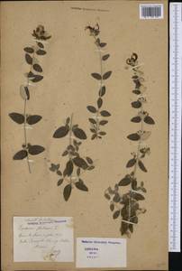 Teucrium fruticans L., Western Europe (EUR) (Italy)