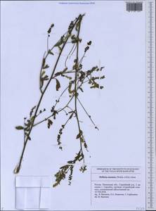 Melilotus dentatus (Waldst. & Kit.)Pers., Eastern Europe, Middle Volga region (E8) (Russia)