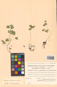 Isopyrum manshuricum (Kom.) Kom. ex W. T. Wang & P. K. Hsiao, Siberia, Russian Far East (S6) (Russia)