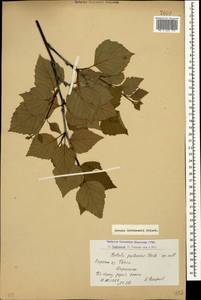 Betula pubescens var. litwinowii (Doluch.) Ashburner & McAll., Caucasus, Armenia (K5) (Armenia)