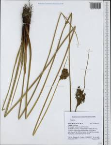 Juncus, South Asia, South Asia (Asia outside ex-Soviet states and Mongolia) (ASIA) (China)