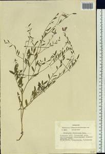 Corethrodendron fruticosum (Pall.) B.H.Choi & H.Ohashi, Siberia, Altai & Sayany Mountains (S2) (Russia)