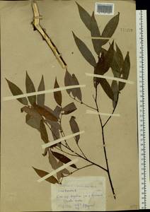 Salix rorida Laksch., Siberia, Western (Kazakhstan) Altai Mountains (S2a) (Kazakhstan)