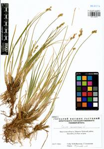 Carex canescens L., Siberia, Baikal & Transbaikal region (S4) (Russia)