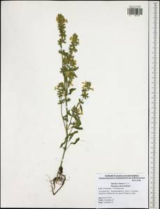 Stachys annua (L.) L., Eastern Europe, Central region (E4) (Russia)