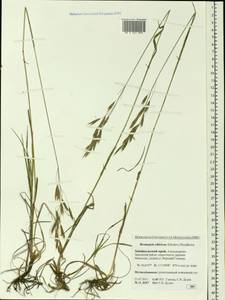 Bromus pumpellianus Scribn., Siberia, Baikal & Transbaikal region (S4) (Russia)