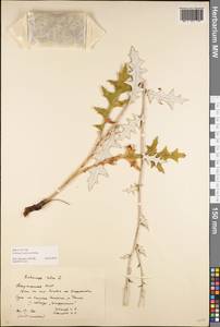 Echinops tataricus Knjaz., Eastern Europe, Eastern region (E10) (Russia)