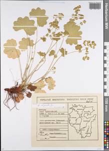 Alchemilla oligantha Juz., Eastern Europe, Eastern region (E10) (Russia)
