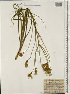Pseudopodospermum tauricum (M. Bieb.) Vasjukov & Saksonov, Caucasus, Black Sea Shore (from Novorossiysk to Adler) (K3) (Russia)