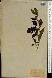 Physalis angulata L., South Asia, South Asia (Asia outside ex-Soviet states and Mongolia) (ASIA) (Japan)