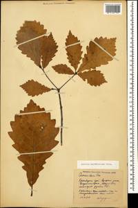 Quercus hartwissiana Steven, Caucasus, Georgia (K4) (Georgia)