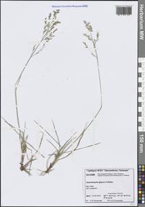 Deschampsia cespitosa subsp. cespitosa, Siberia, Central Siberia (S3) (Russia)