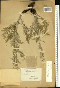 Echinops ritro subsp. ruthenicus (M. Bieb.) Nyman, Eastern Europe, Eastern region (E10) (Russia)