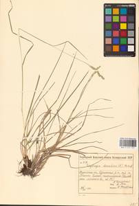 Danthonia decumbens (L.) DC., Eastern Europe, Belarus (E3a) (Belarus)