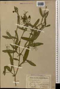 Lathyrus sylvestris L., Caucasus, Stavropol Krai, Karachay-Cherkessia & Kabardino-Balkaria (K1b) (Russia)