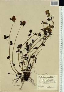 Trifolium pratense L., Siberia, Yakutia (S5) (Russia)