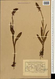 Gymnadenia conopsea (L.) R.Br., Caucasus, Krasnodar Krai & Adygea (K1a) (Russia)