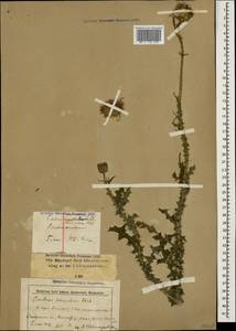 Carduus hamulosus Ehrh., Caucasus, Stavropol Krai, Karachay-Cherkessia & Kabardino-Balkaria (K1b) (Russia)
