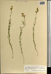 Linaria melampyroides Kuprian., Mongolia (MONG) (Mongolia)