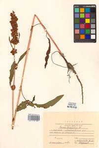 Rumex longifolius DC., Siberia, Russian Far East (S6) (Russia)