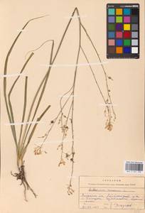 Anthericum ramosum L., Eastern Europe, Central forest-and-steppe region (E6) (Russia)