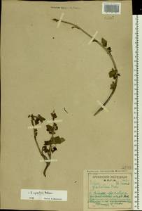 Ribes spicatum, Eastern Europe, Northern region (E1) (Russia)