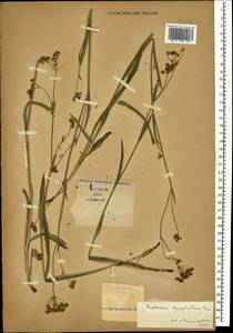 Bupleurum polyphyllum Ledeb., Caucasus (no precise locality) (K0)