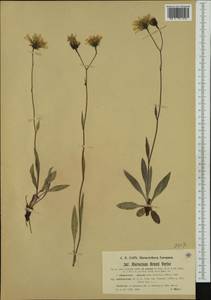 Hieracium glaucum subsp. arvetii (Verl.) Murr, Western Europe (EUR) (Austria)
