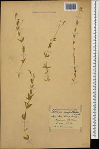 Stellaria anagalloides C. A. Mey. ex Rupr., Caucasus, Georgia (K4) (Georgia)