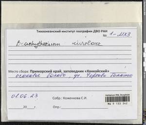 Brachythecium rivulare Schimp., Bryophytes, Bryophytes - Russian Far East (excl. Chukotka & Kamchatka) (B20) (Russia)