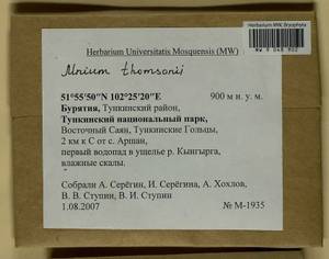 Mnium thomsonii Schimp., Bryophytes, Bryophytes - Baikal & Transbaikal regions (B18) (Russia)