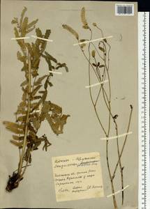 Poterium tenuifolium var. album (Trautv. & C.A.Mey.) J.H.Xue, Chepinoga & K.P.Ma, Siberia, Baikal & Transbaikal region (S4) (Russia)
