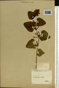 Aristolochia clematitis L., Eastern Europe, Middle Volga region (E8) (Russia)