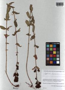 KUZ 018 126, Hypericum hirsutum L., Siberia, Altai & Sayany Mountains (S2) (Russia)